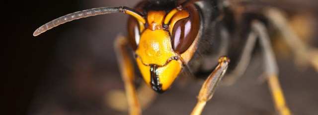 Aziatische Hoornaar.jpg