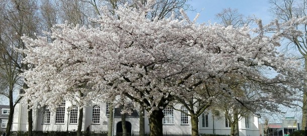 bloesem bij de Oude Kerk.jpg